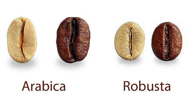 Arabica Beans vs Robusta Beans. What's the Difference?